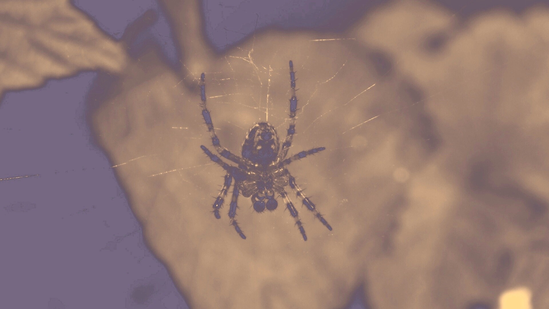 Паук на паутине обои