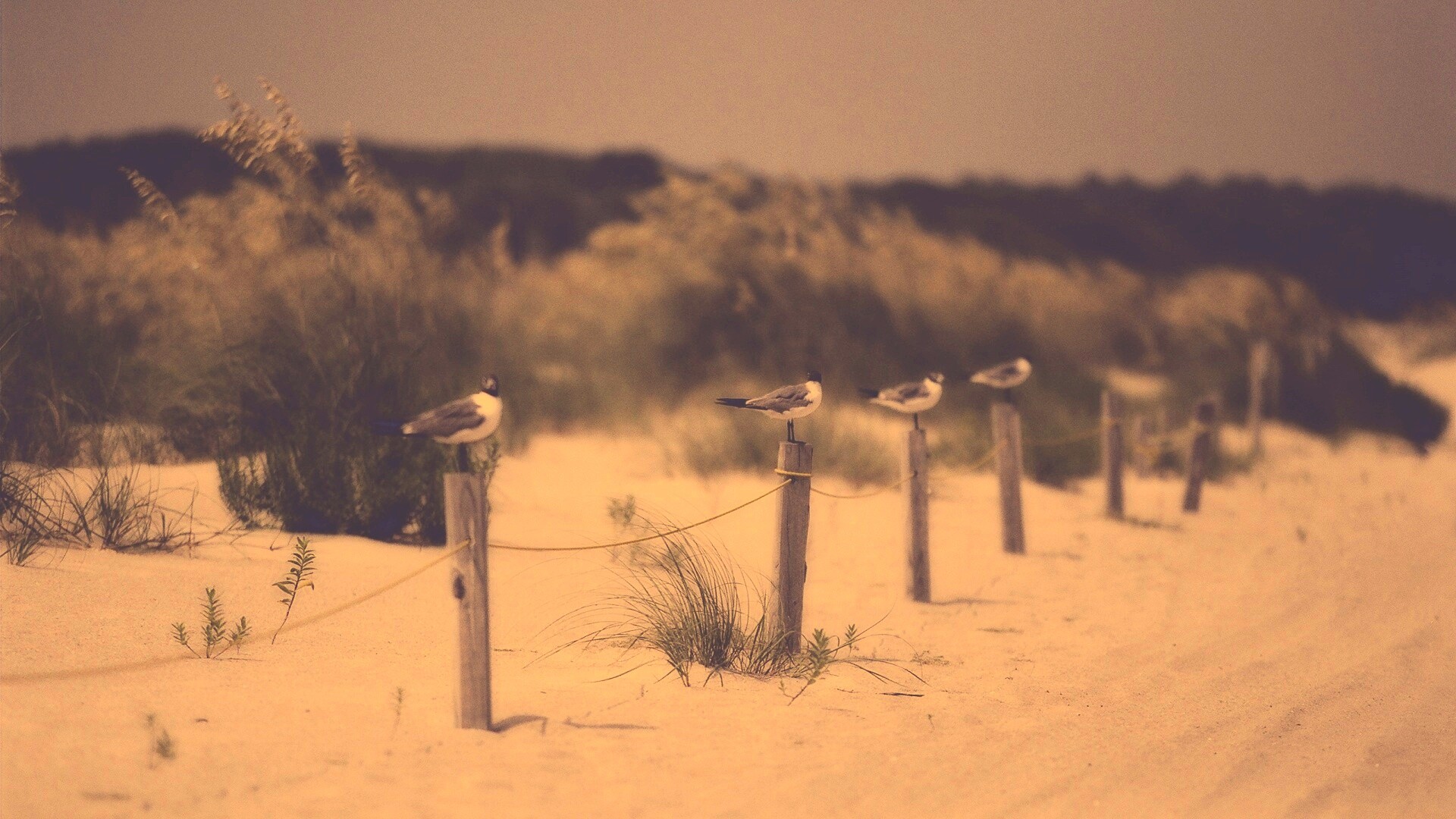 Птички на столбиках обои