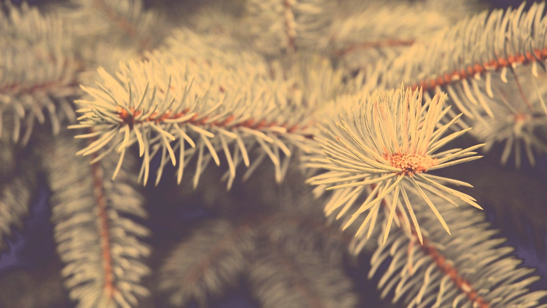 Ветки голубой ели обои