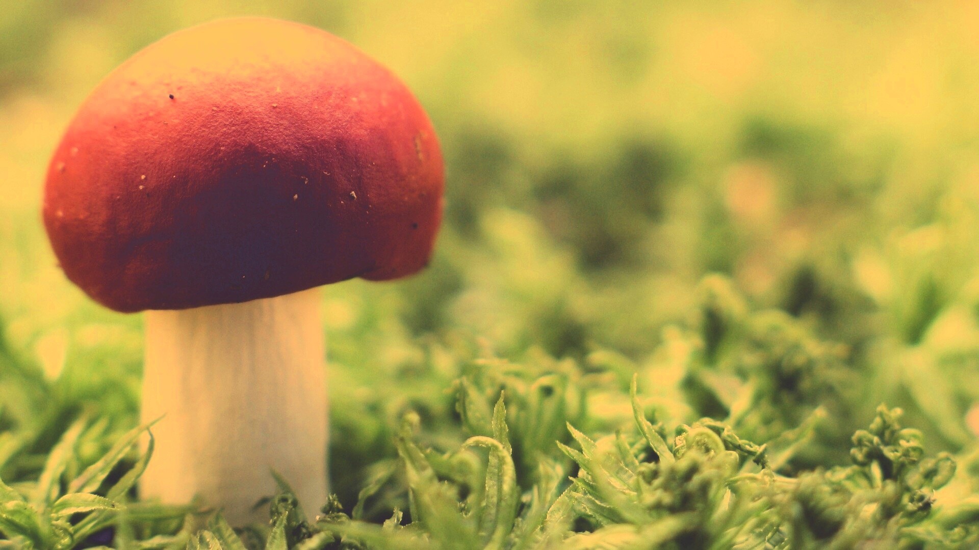 Грибок с красной шапкой обои