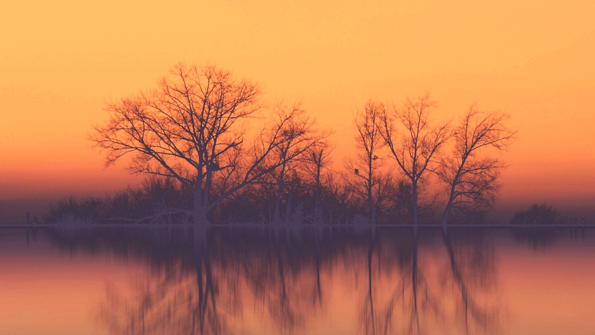 Деревья при закате обои