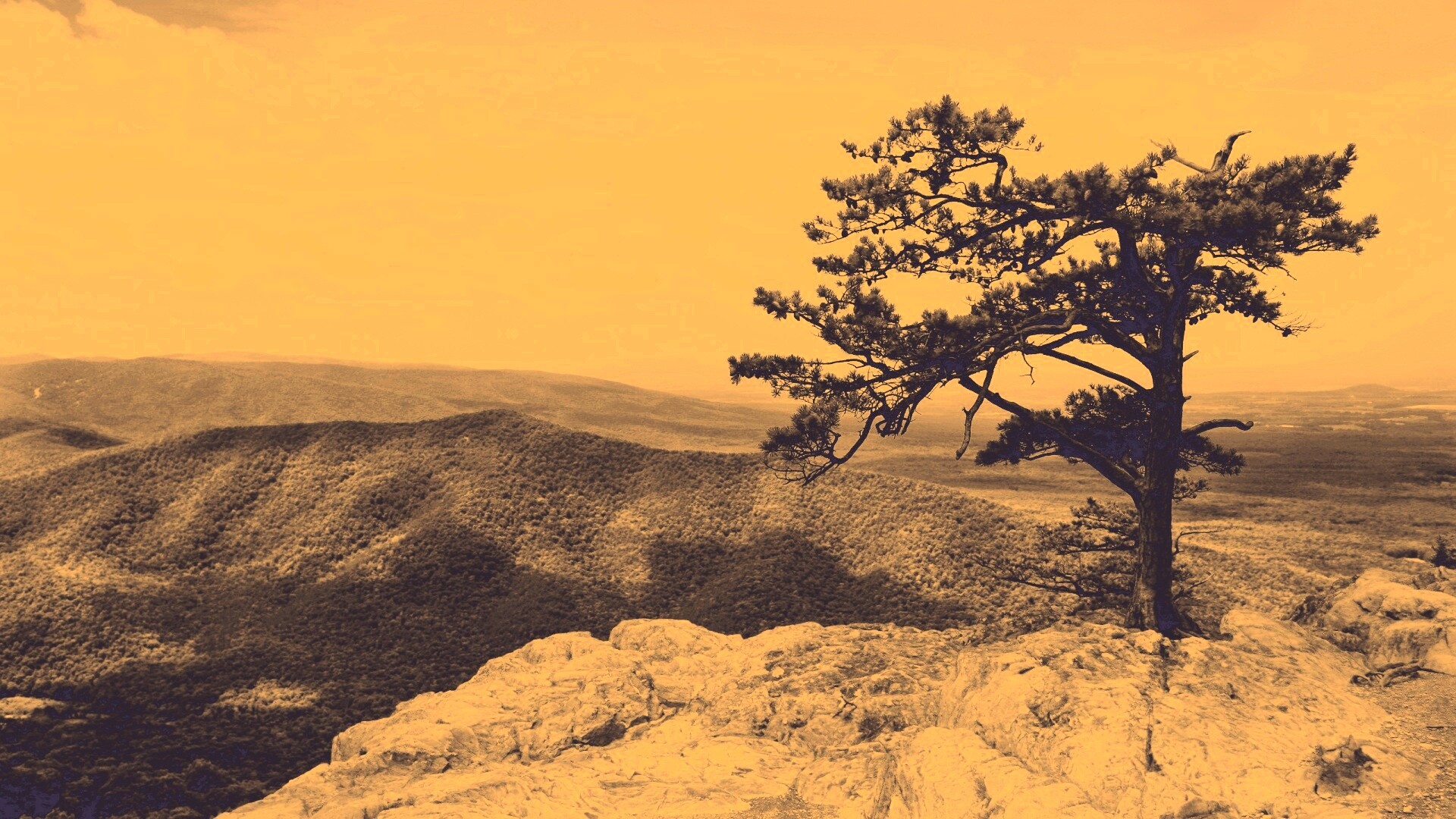 Горное дерево в черно-белых тонах обои