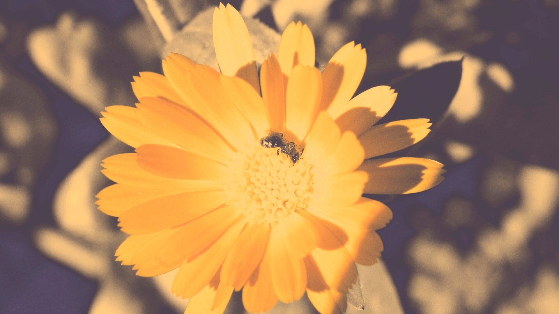 Оса на цветке обои