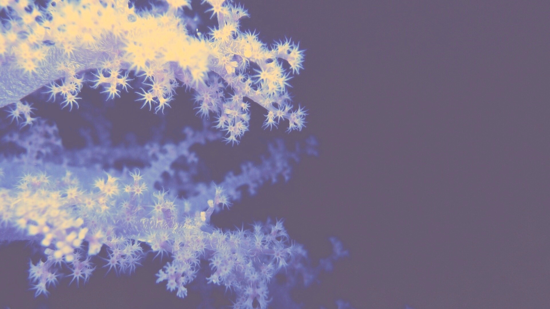 Кораллы обои