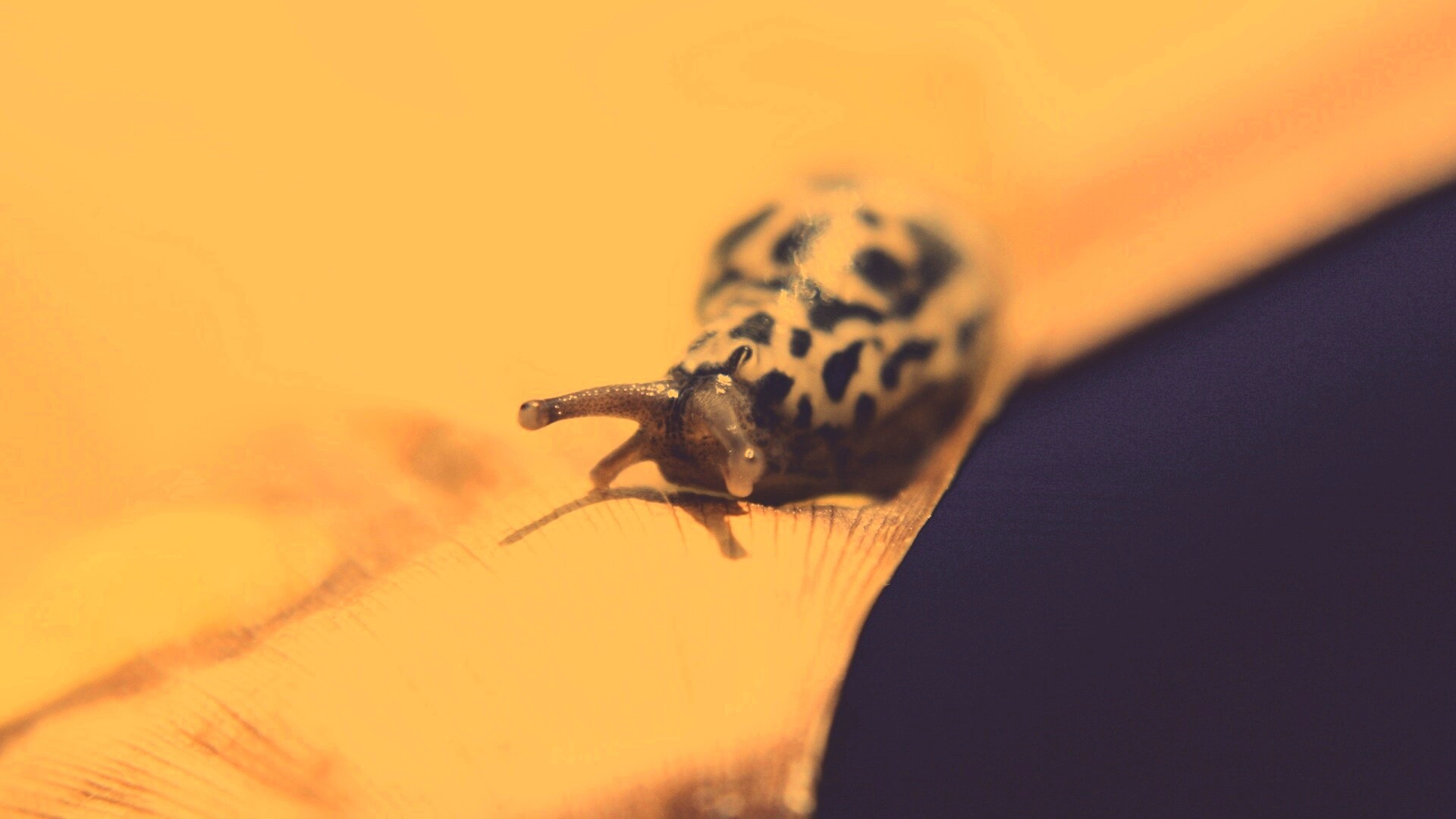 Ползущая улитка обои