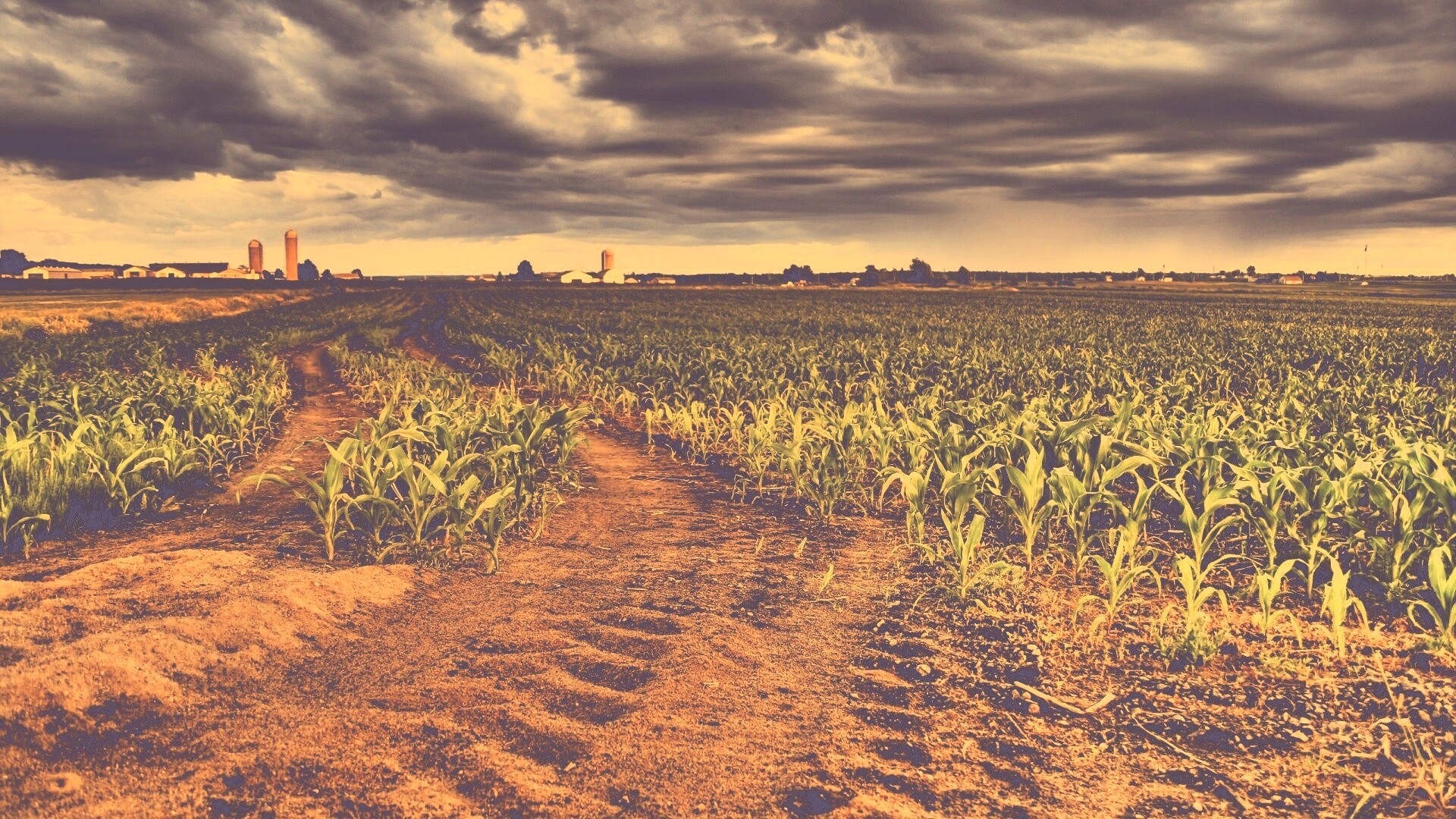 Кукурузное поле у фермы обои