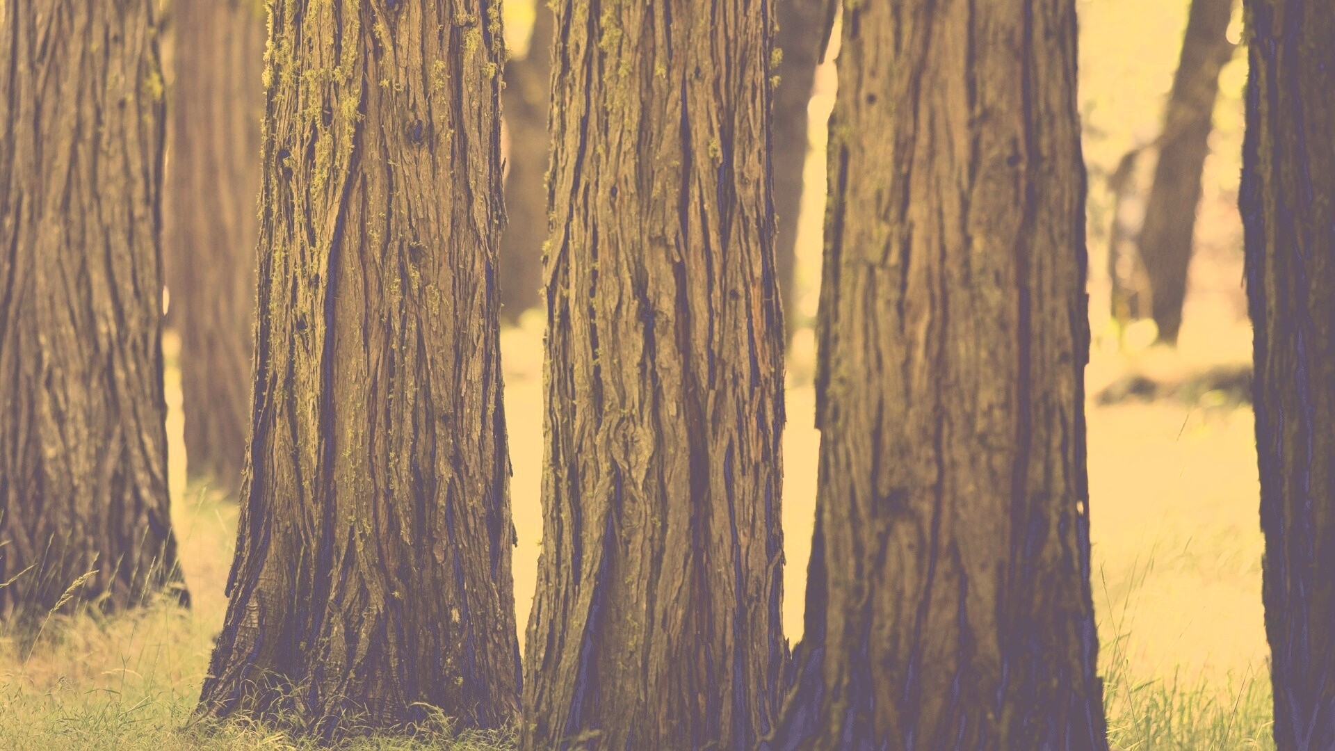 Стволы деревьев  обои