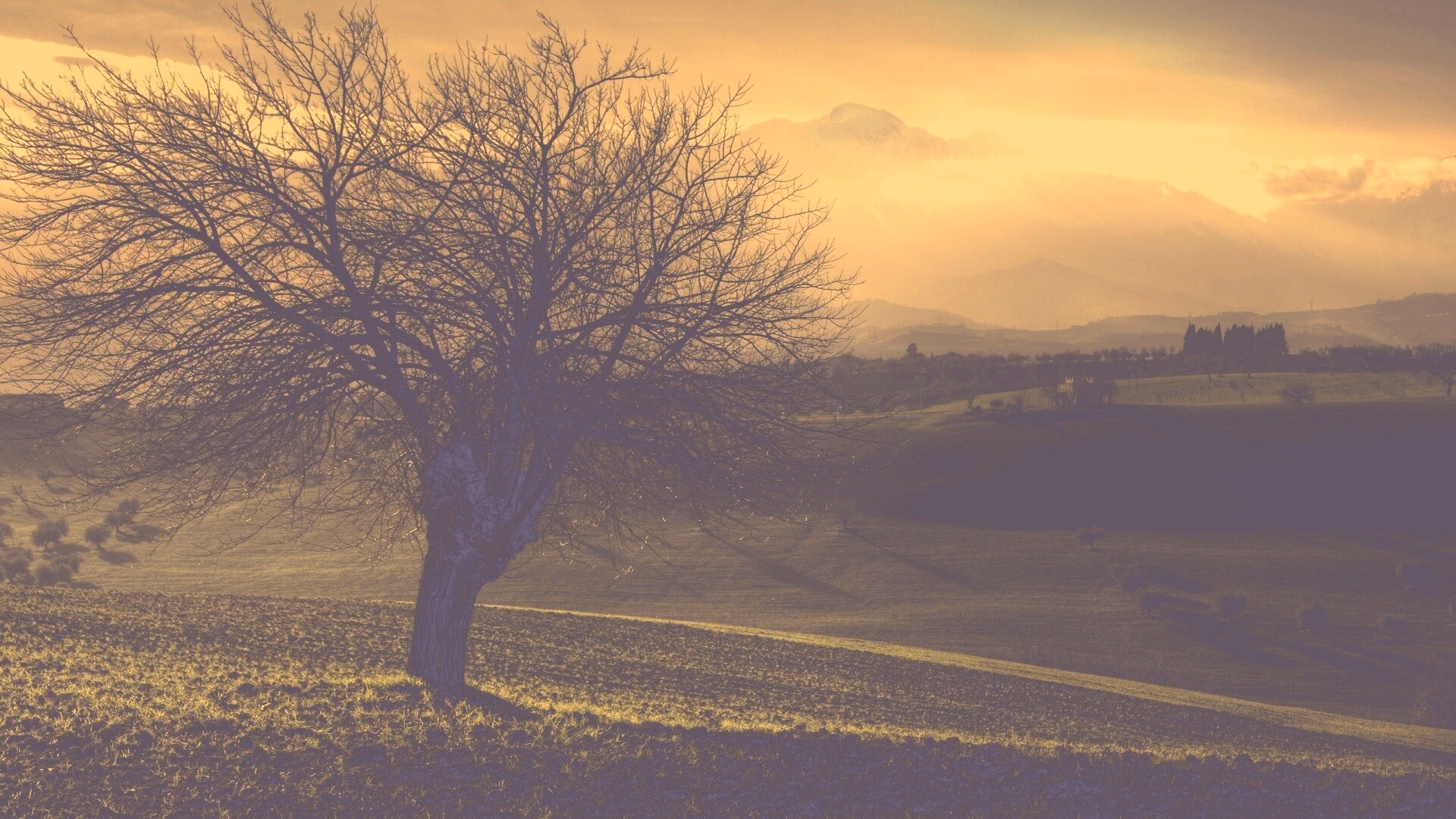 Дерево и горы обои