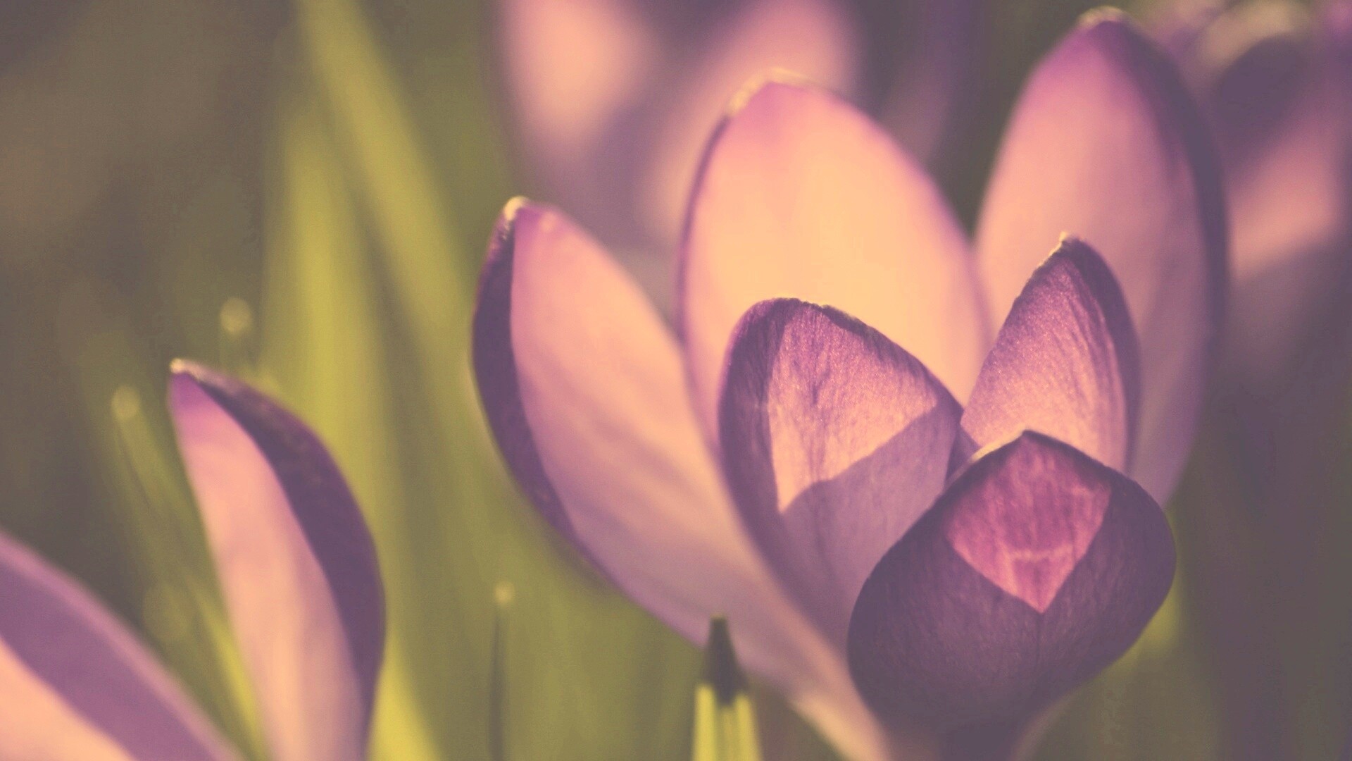 Фиолетовый крокус обои