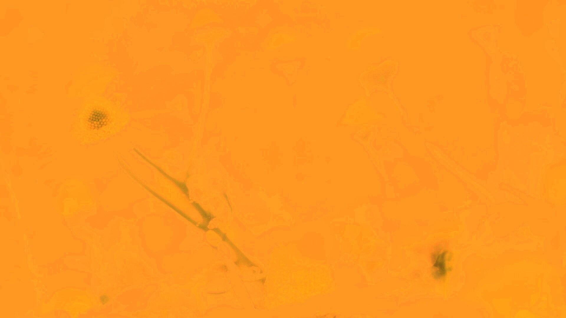 Летние цветы в лучах света обои