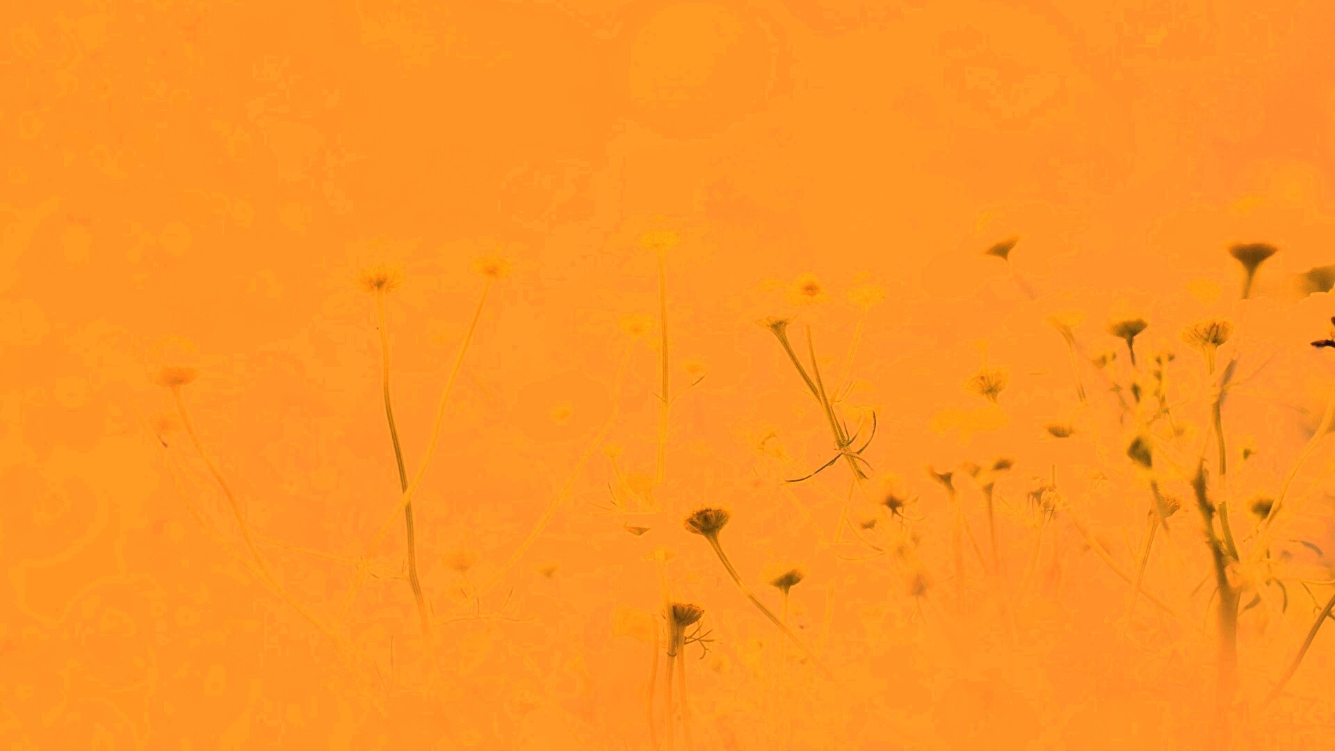 Цветочное лето обои