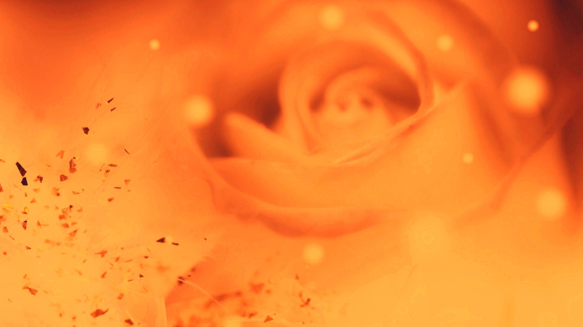 Туманная роза обои