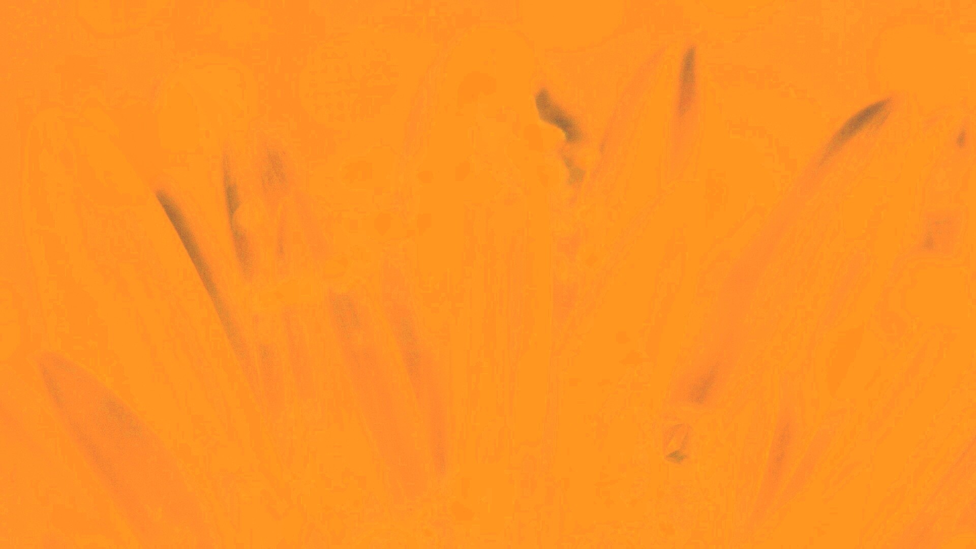 Белые лепестки обои