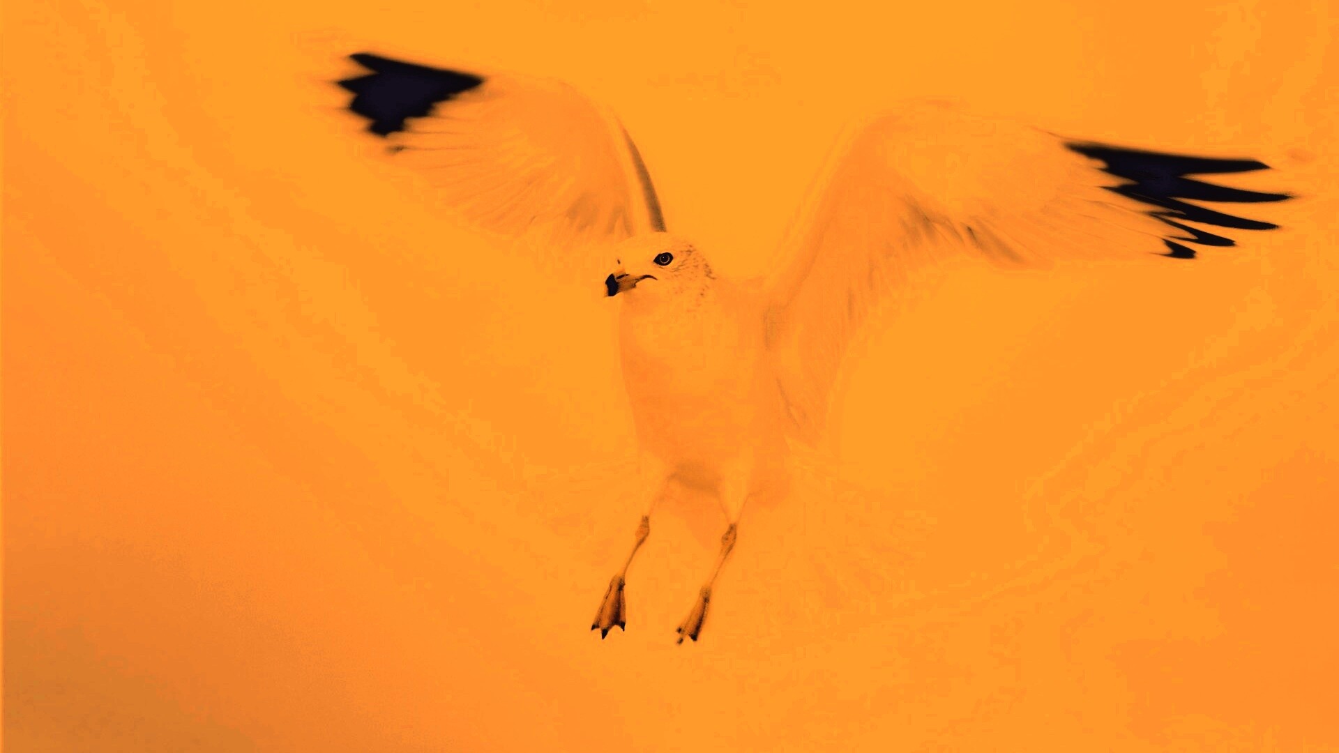 Гордая белая птица обои