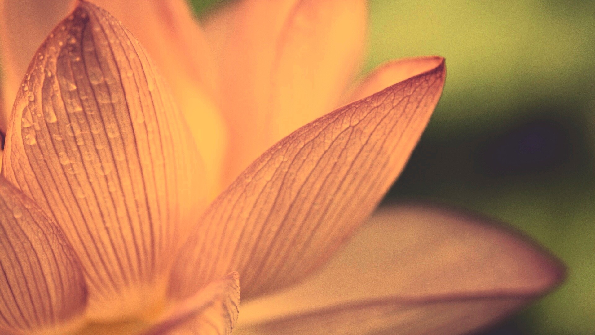 Лепестки цветов обои