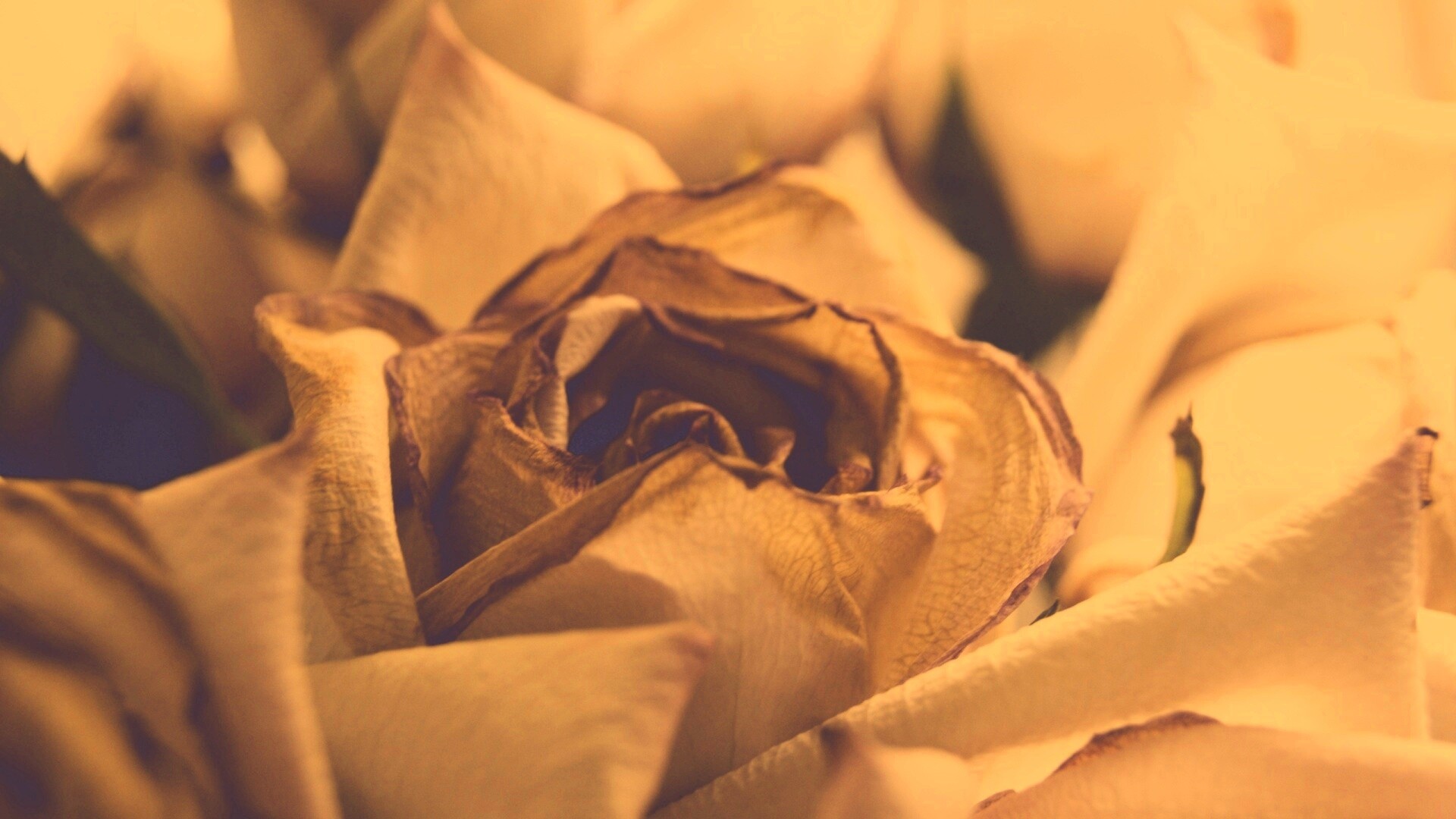 Увядающая роза обои