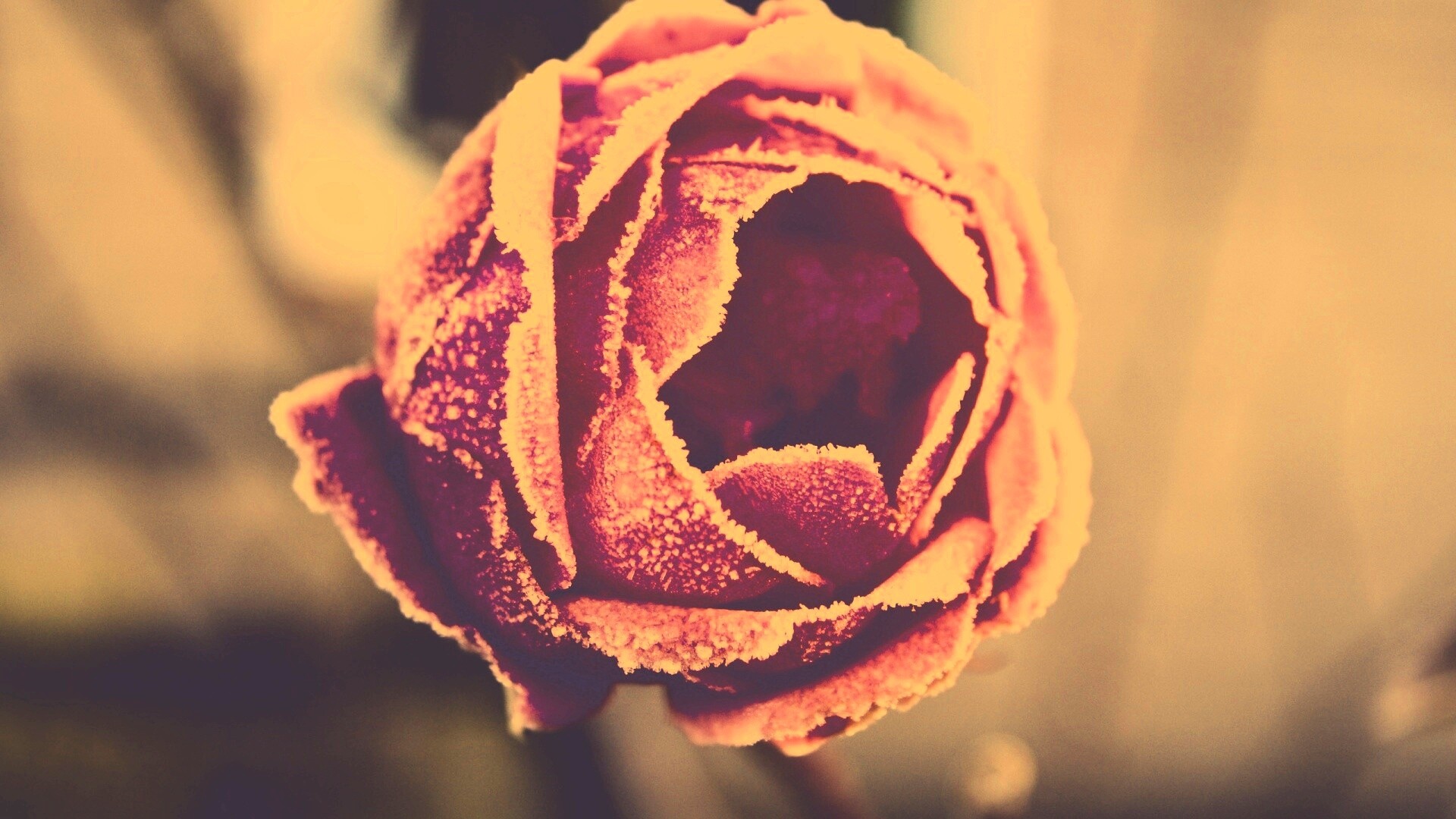 Роза в иние обои