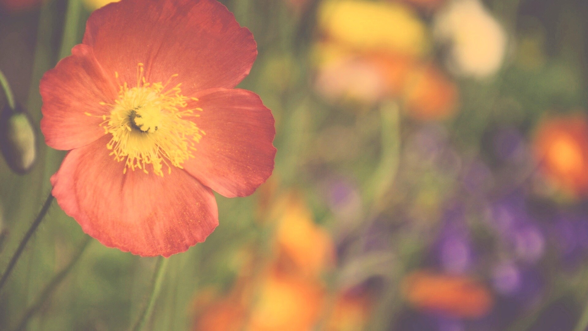 Красивый красный цветок обои