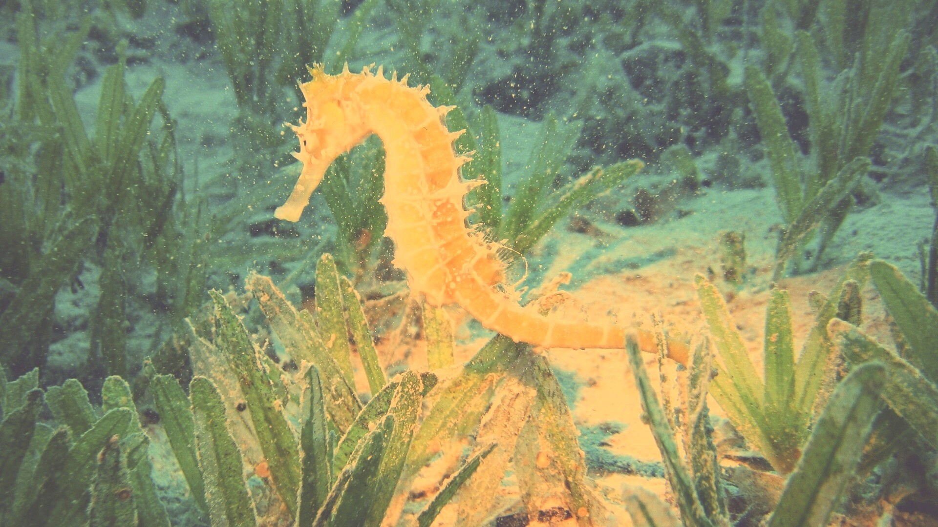 Морской конек обои