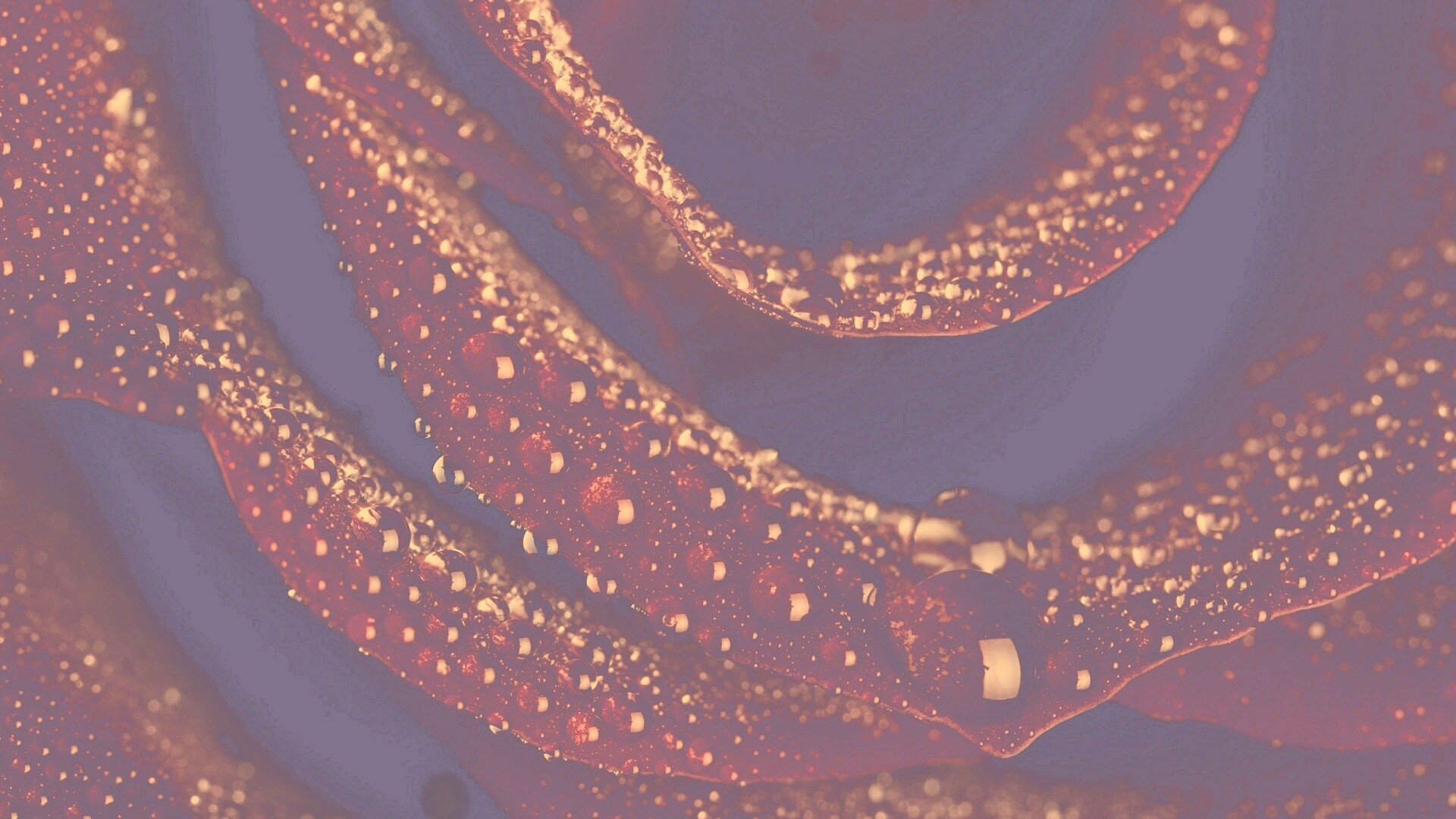 Роза в каплях обои