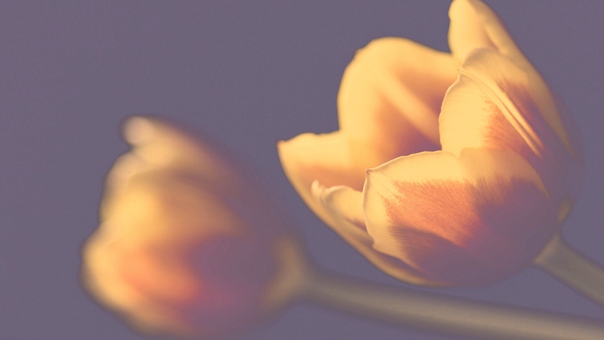 Тюльпаны в темноте обои