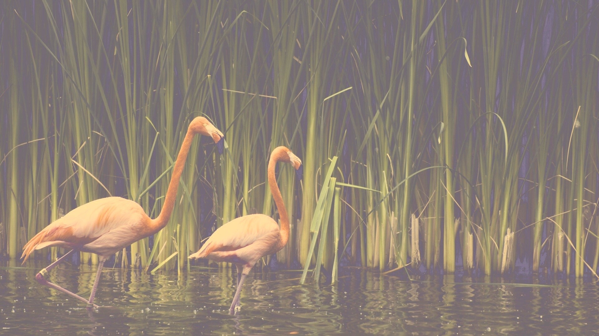 Красивые розовые фламинго на озере обои