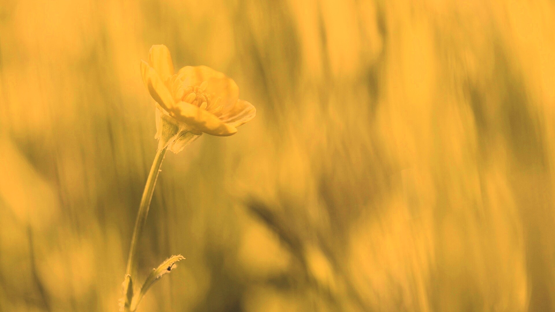 Маленький жёлтый цветочек обои