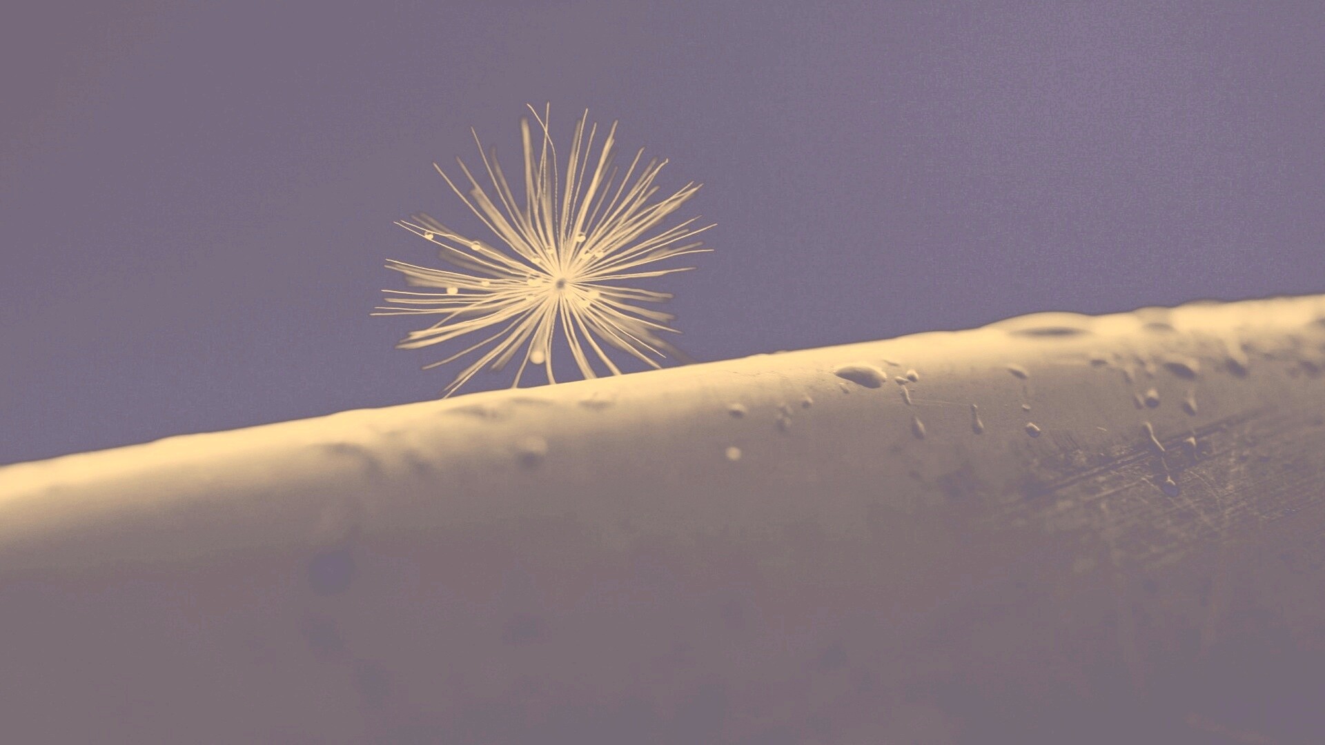 Прилипшая пушинка обои