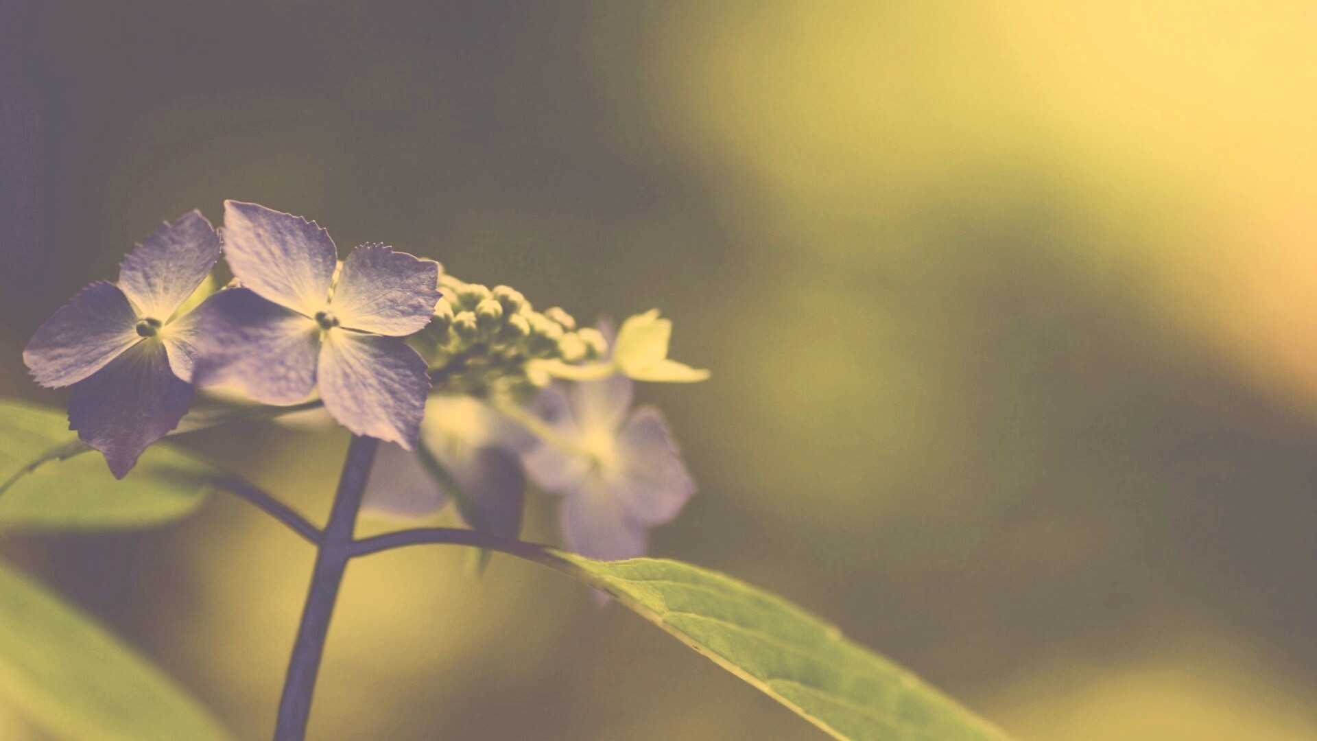 Нежно-синие цветы обои