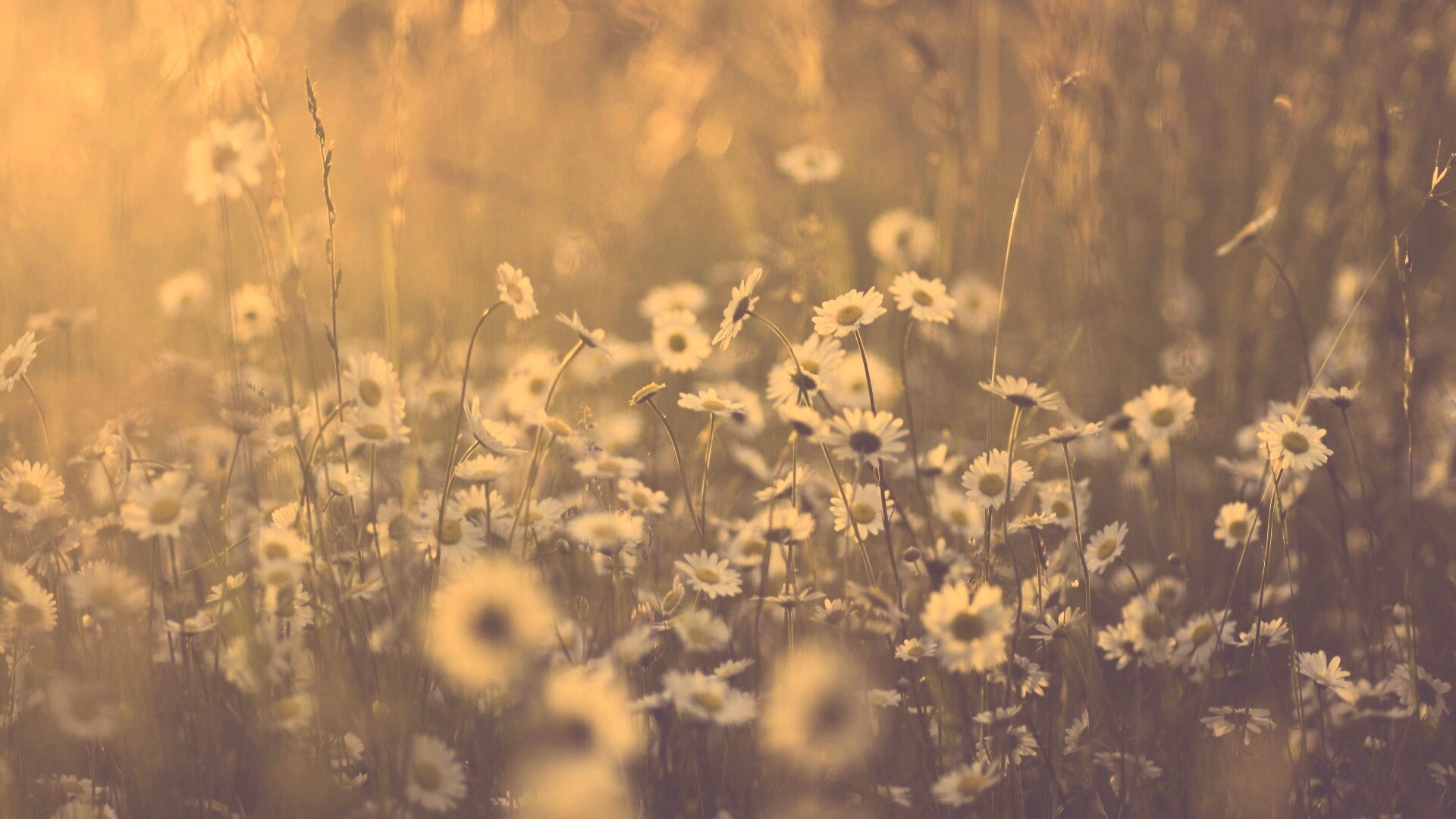 Поле ромашек обои