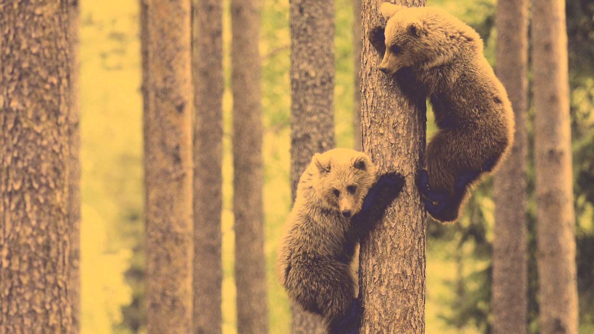 Медвежата обои