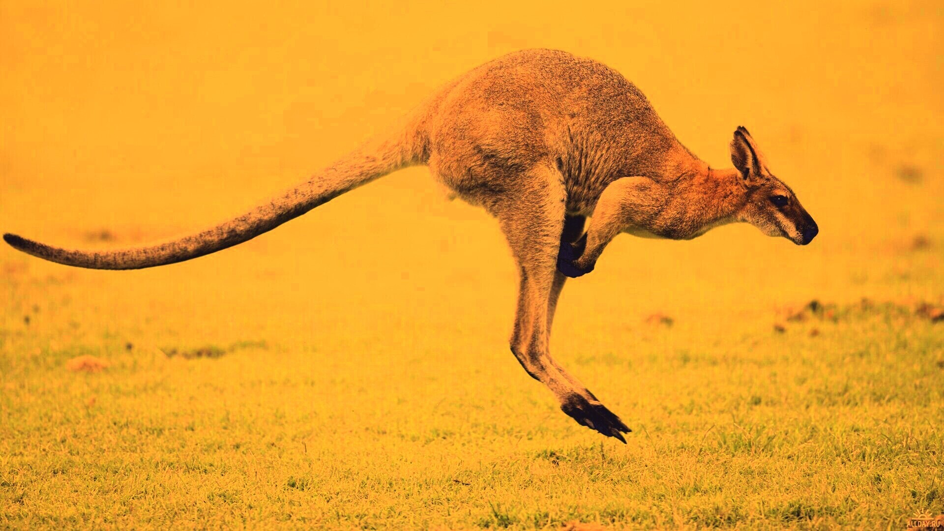 Кенгуру обои