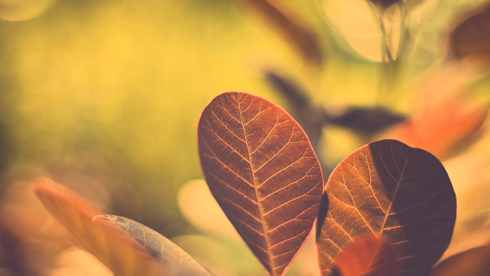 Красные листья обои