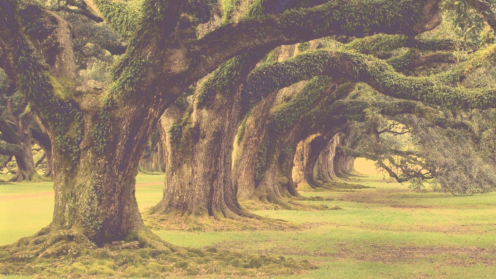 Деревья обои