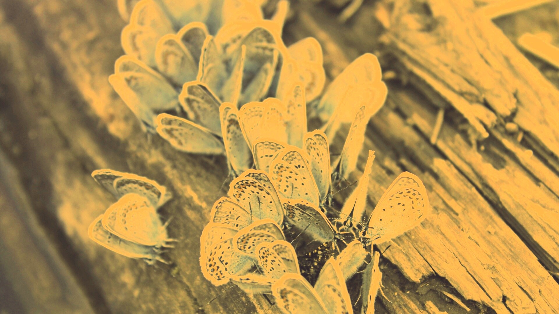 Голубые бабочки обои