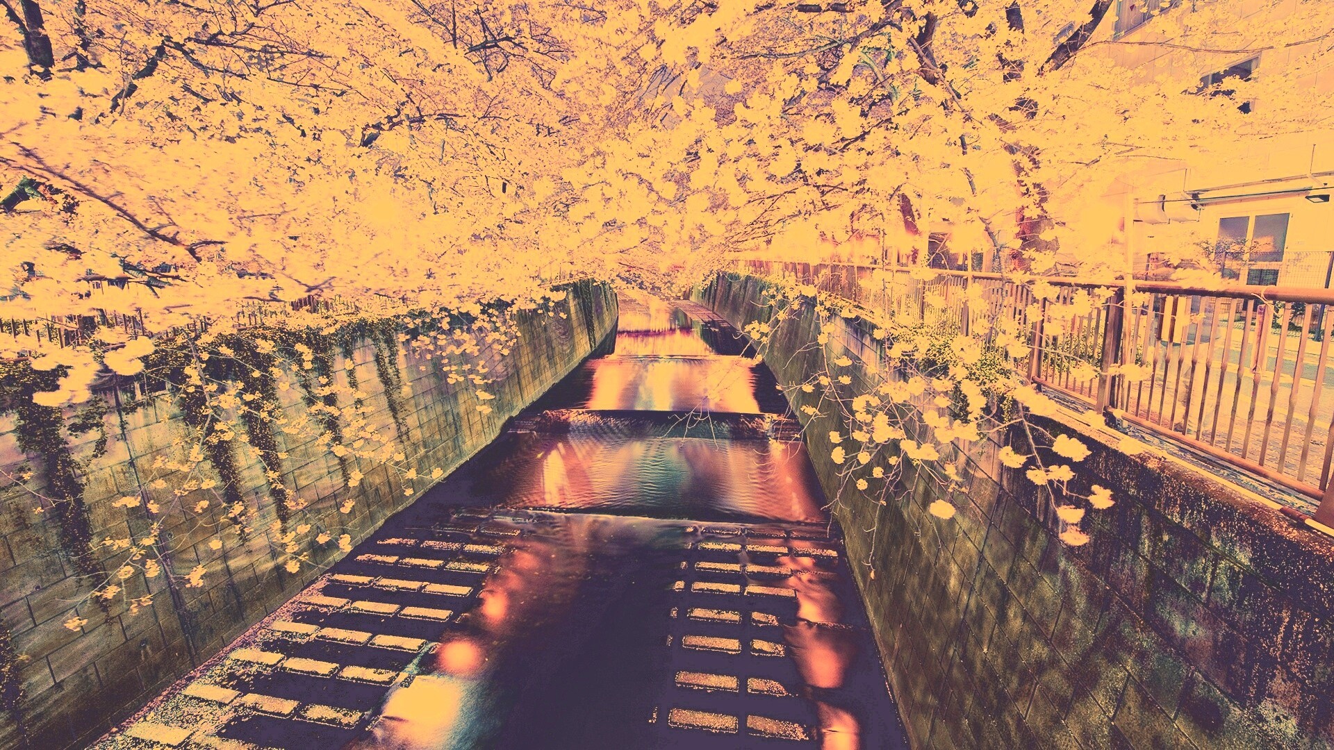 Река и цветение сакуры обои