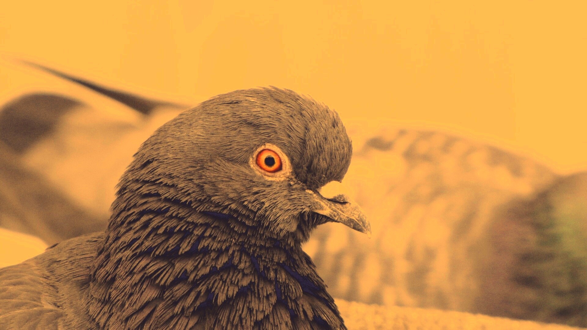 Смотрит в самую душу обои