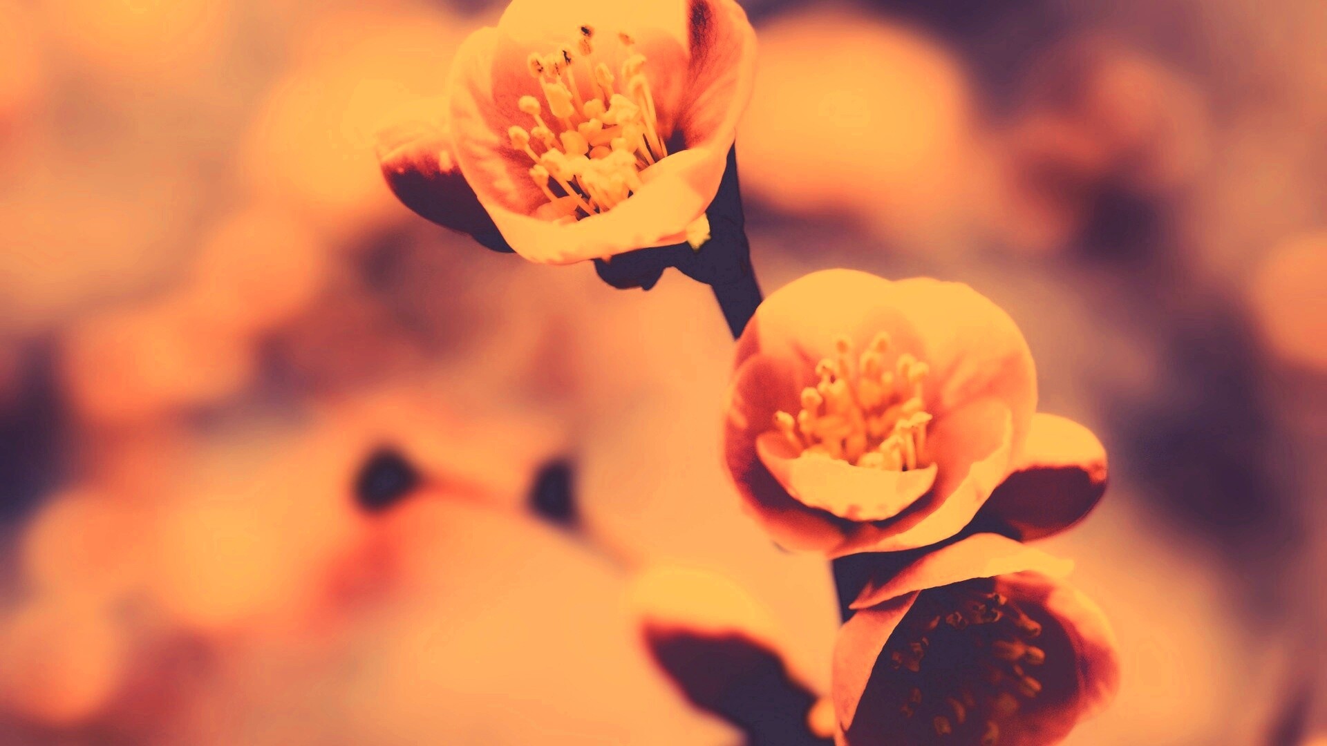 Великолепный цветок обои