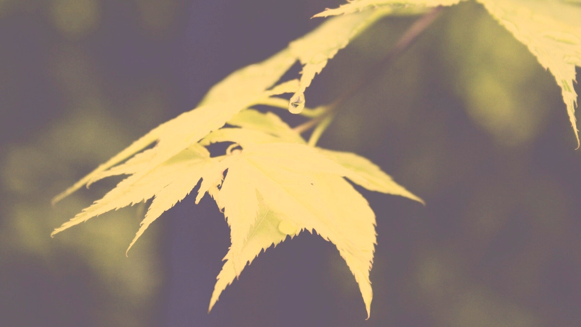 Капля на листе обои