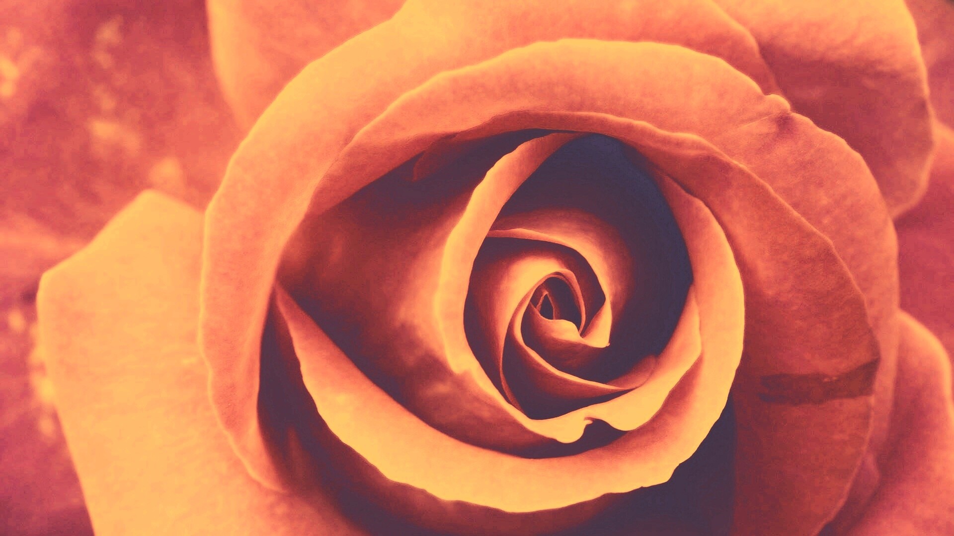 Красивая розовая роза обои