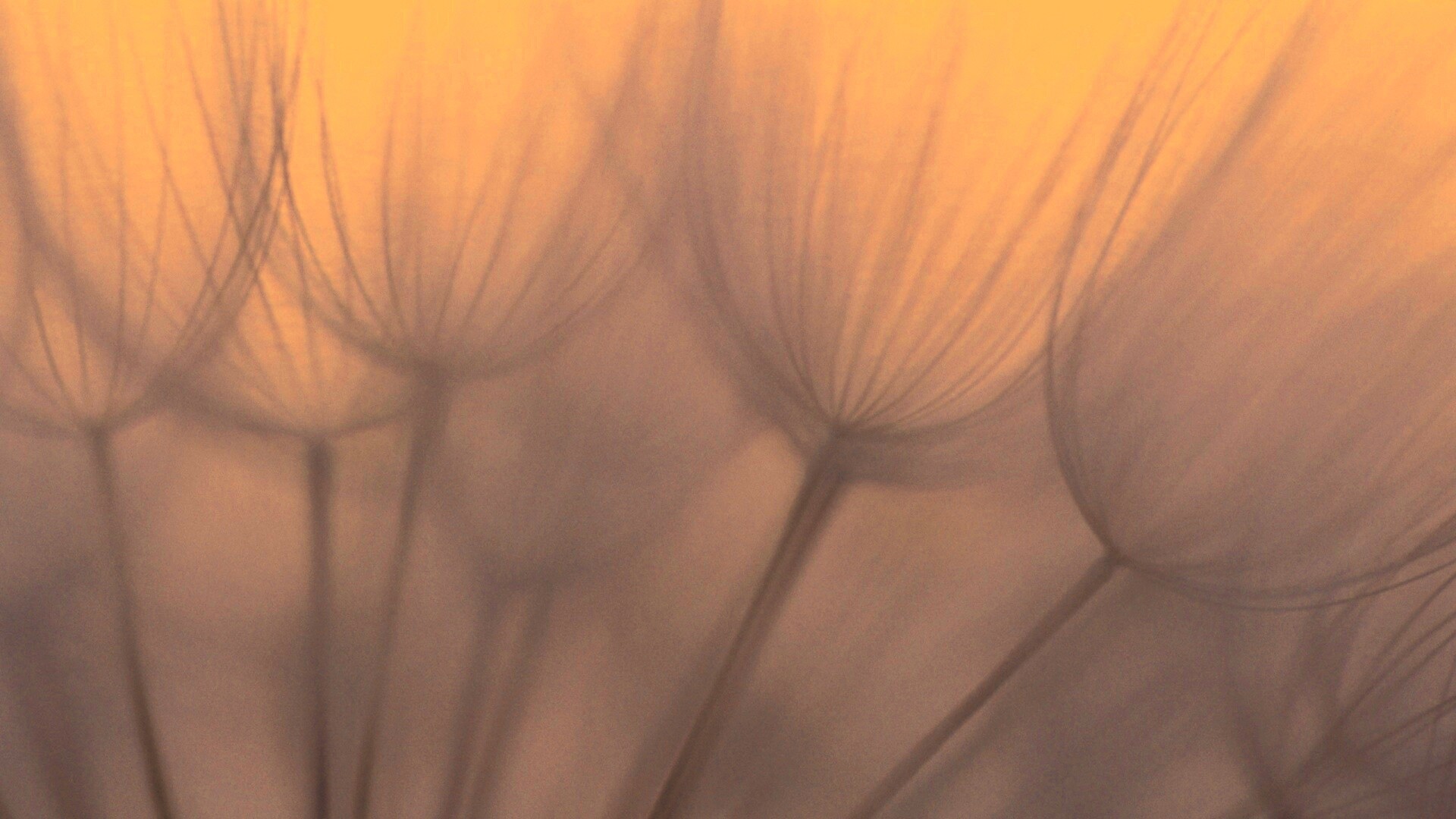 Рисунок одуванчика обои