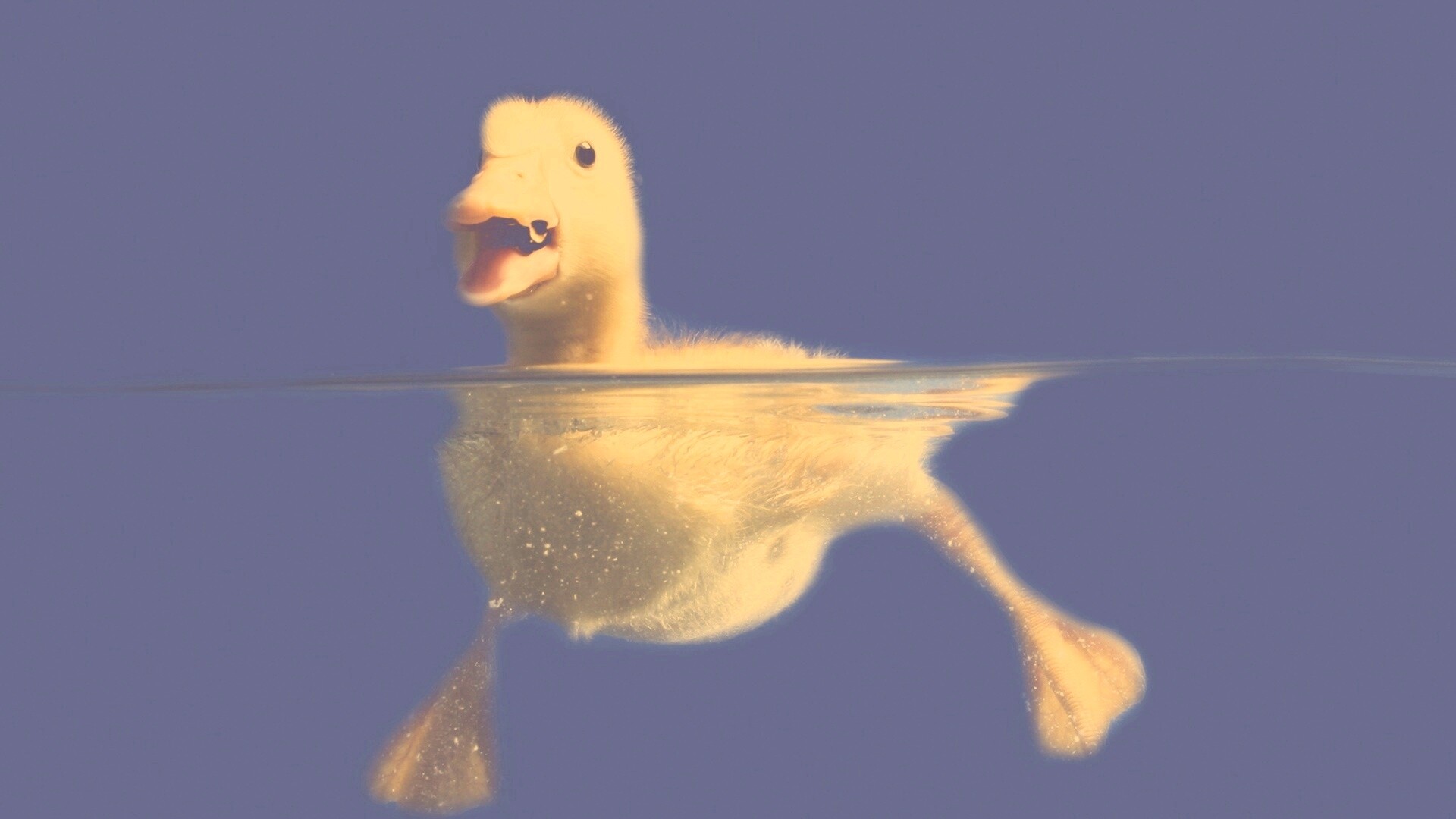 Утёнок в воде обои