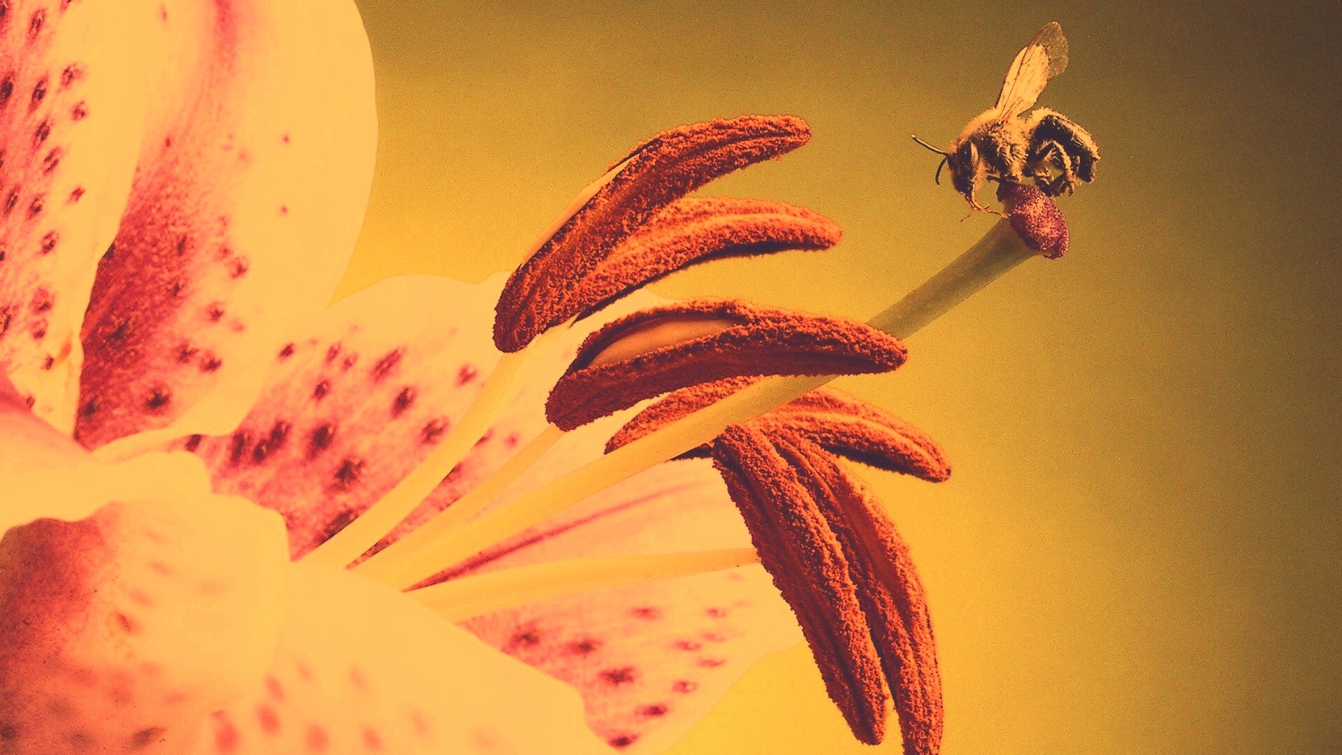 Трудолюбивая пчела на прекрасном цветке обои