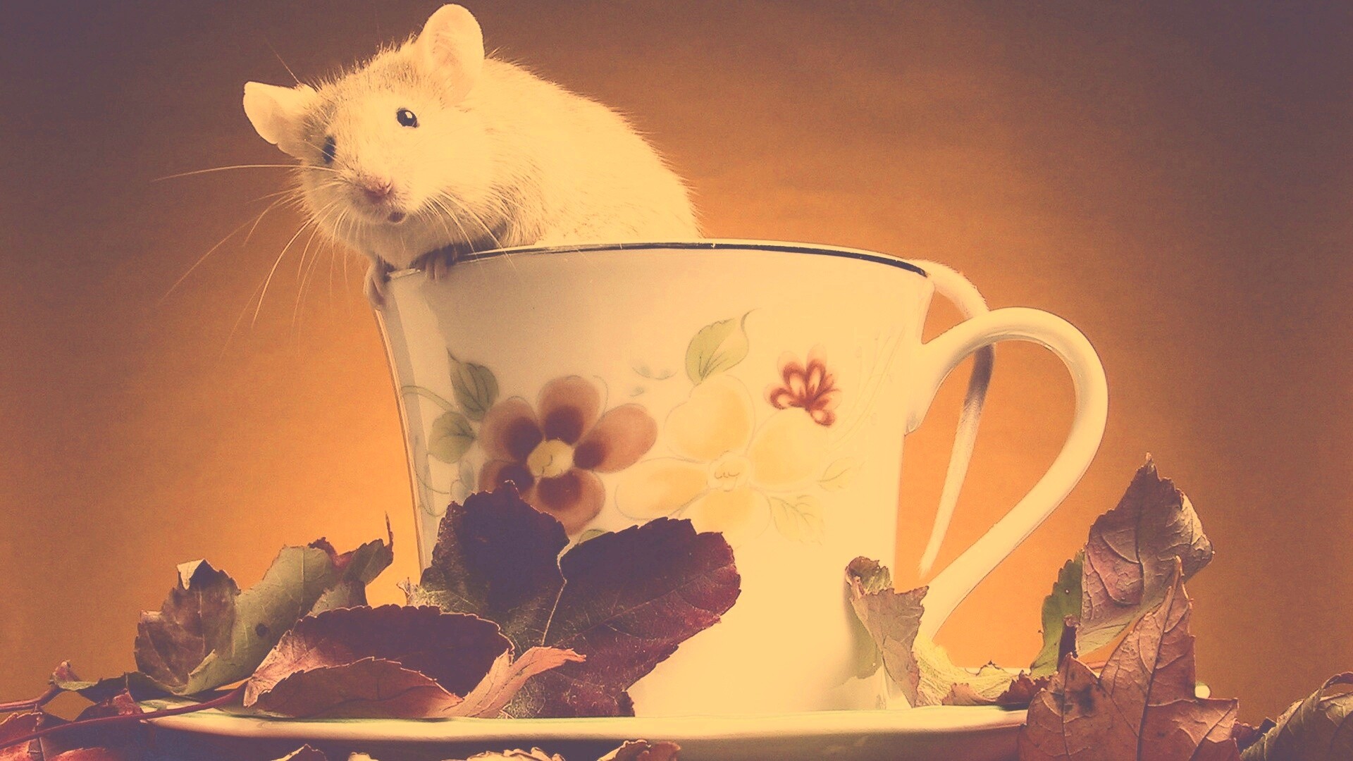 Мышонок выбирается из чашки обои