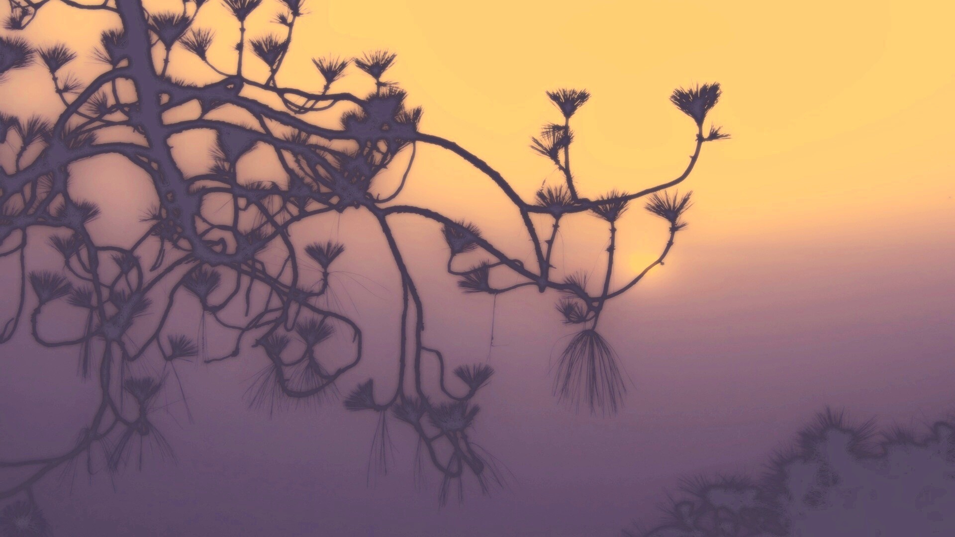 Ленкоранская акация на фоне синего заката обои