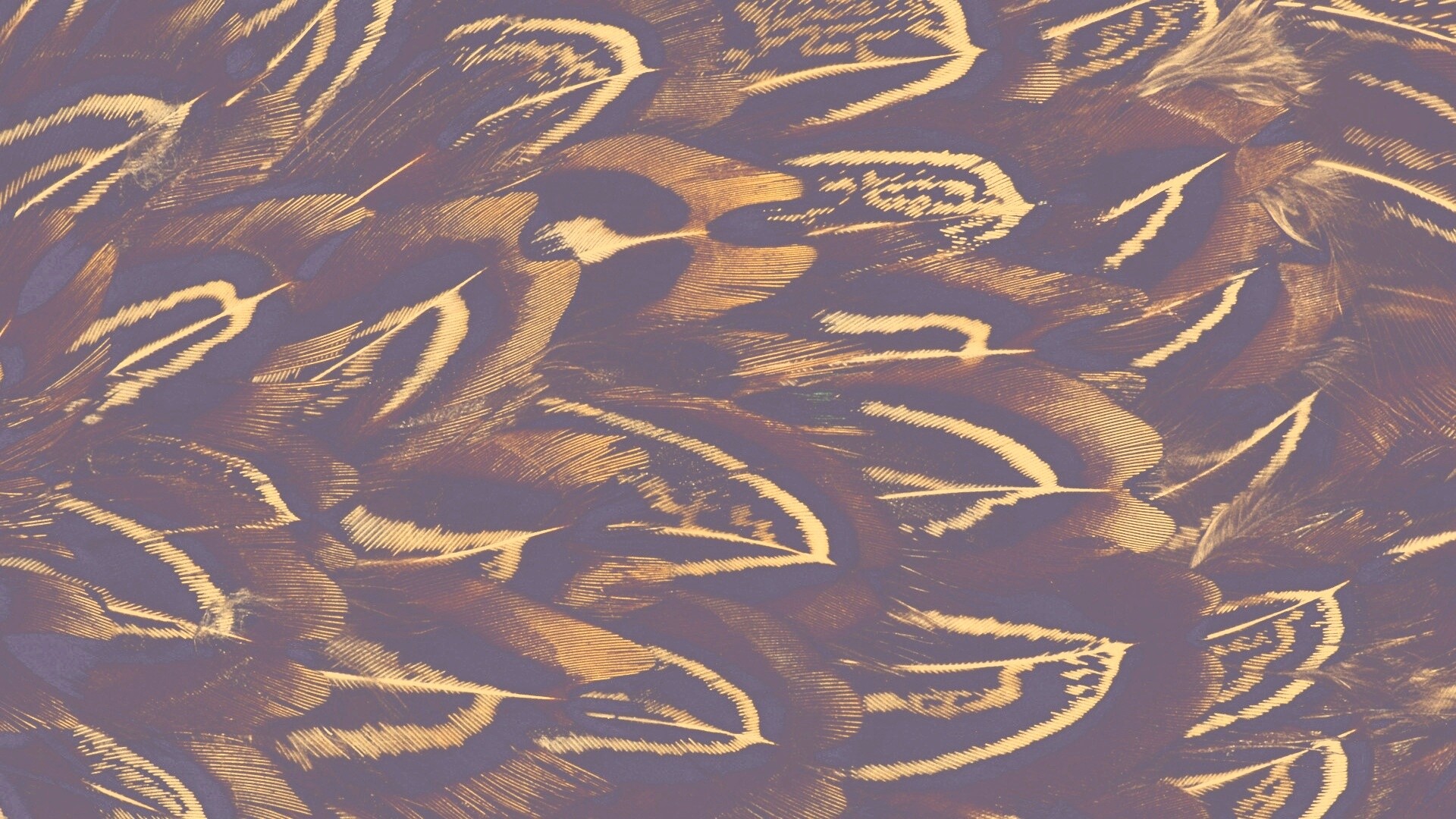 Красивые перья обои