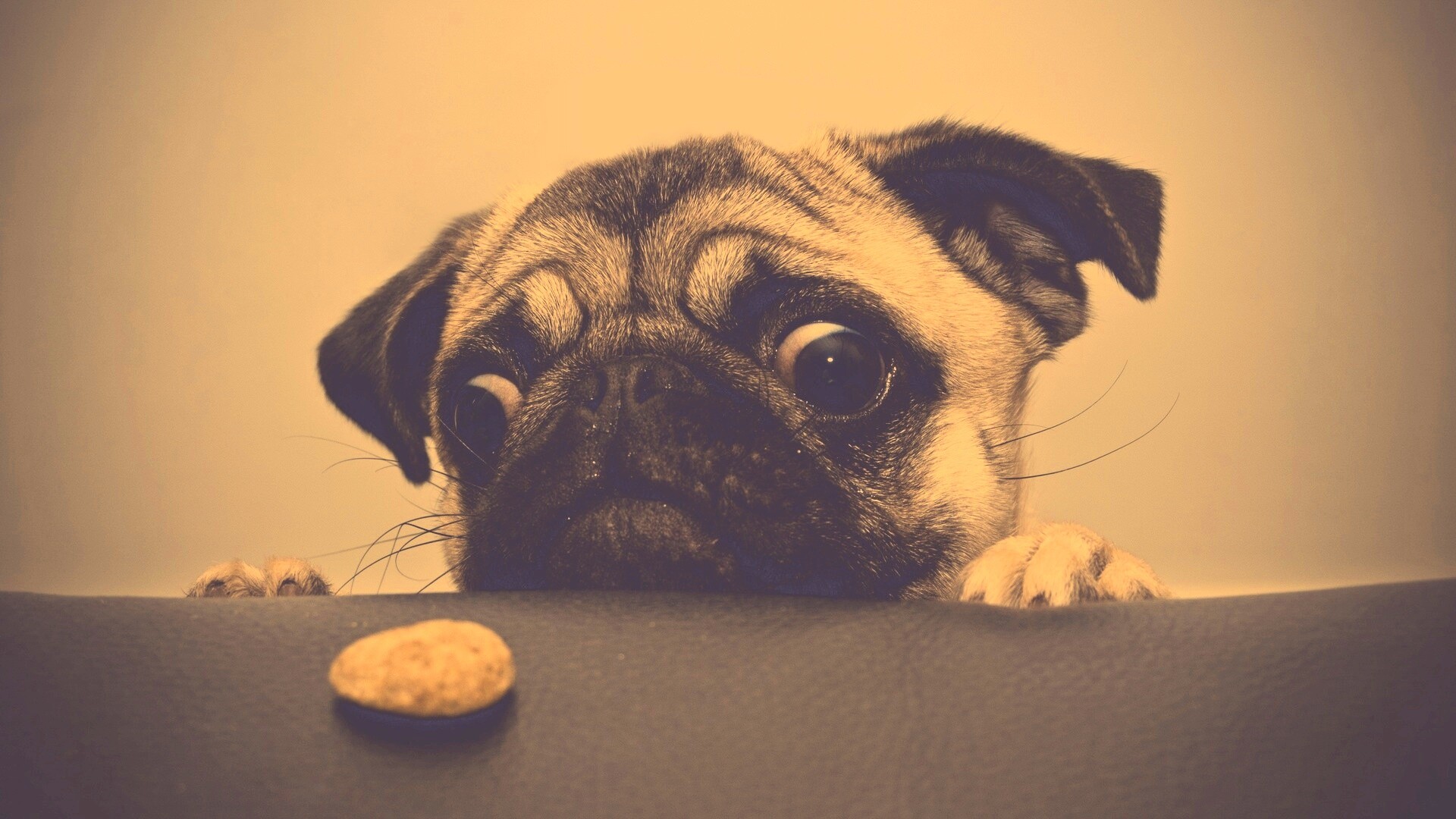 Собака нашла печеньку обои
