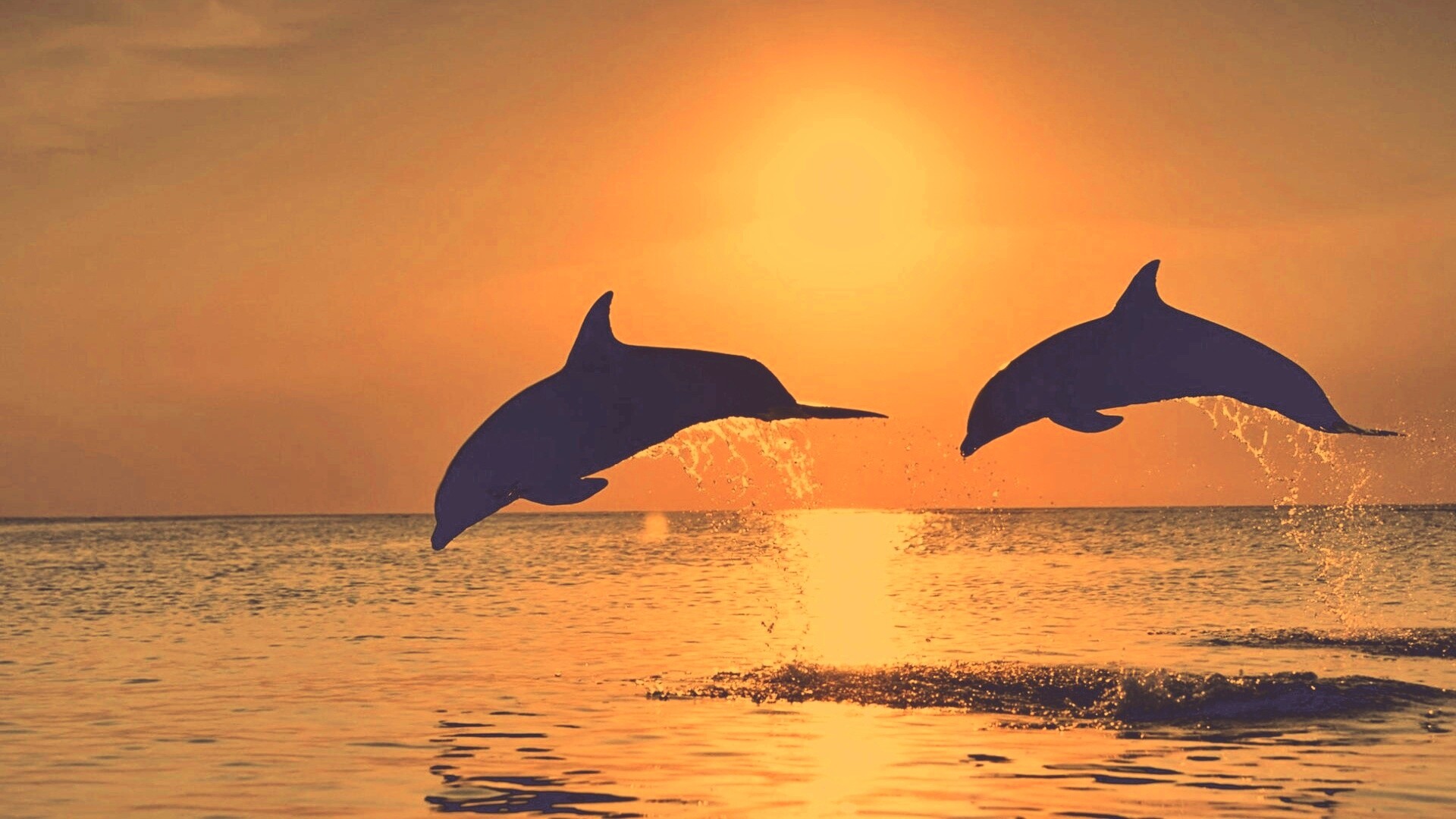 Дельфины выпрыгивают из воды обои