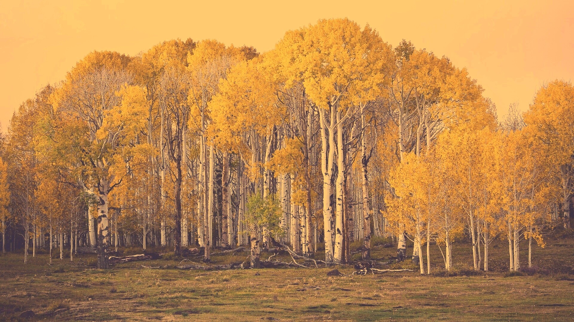 Пожелтевшая березовая роща обои