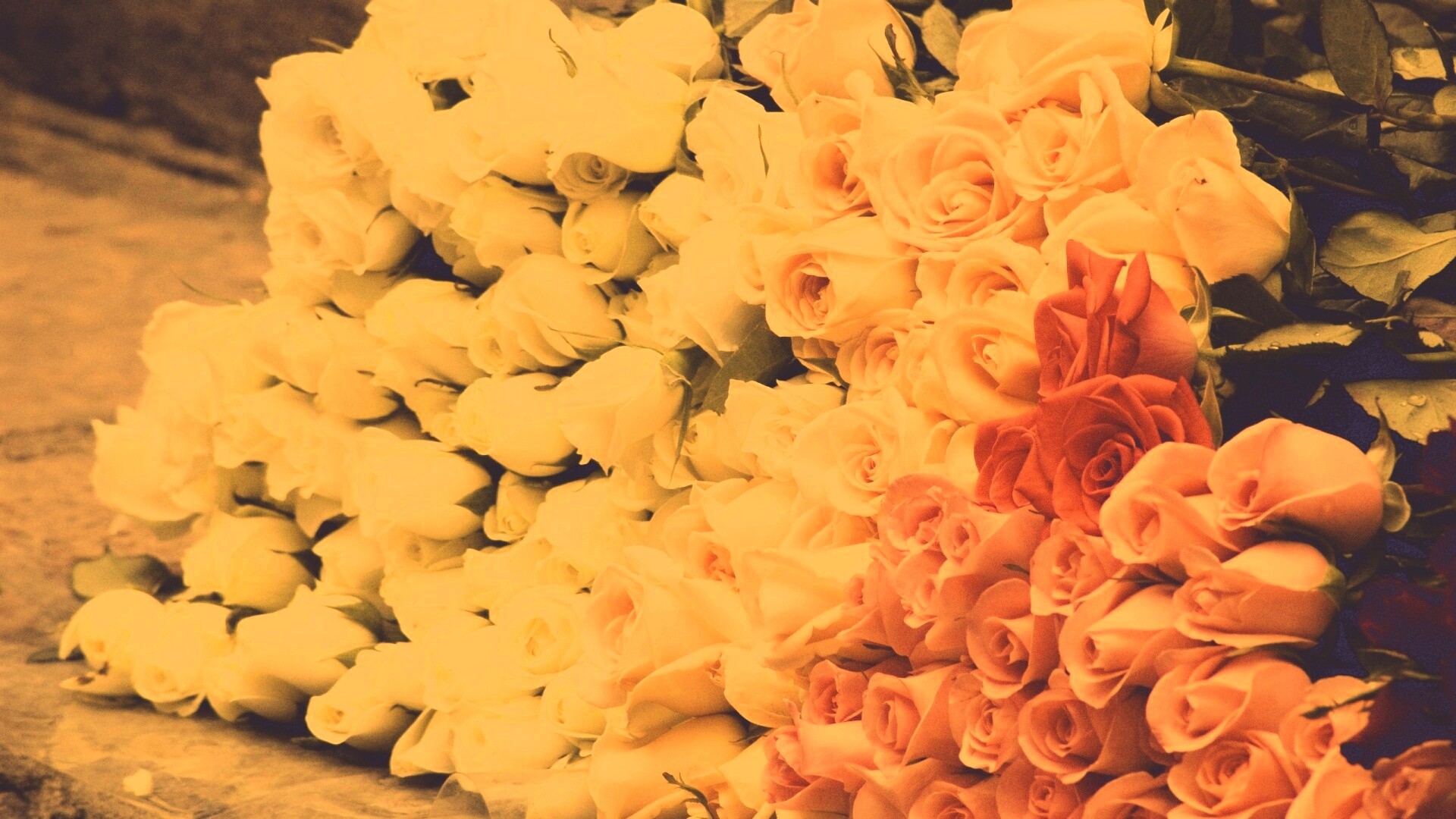 Букеты светлых роз обои